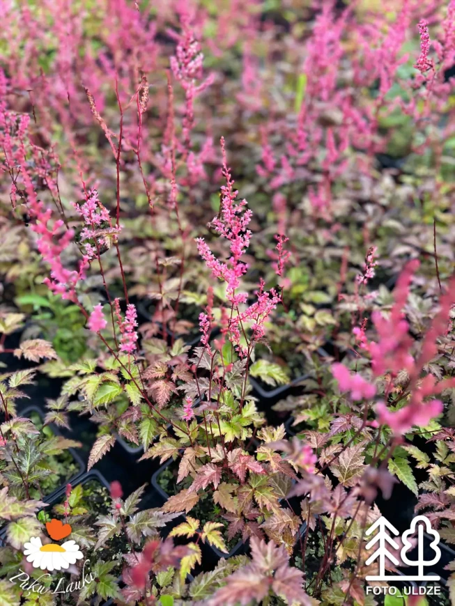 Astilbe simplicifolia   'Dunkellachs'
